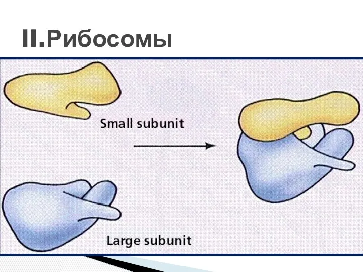 II.Рибосомы