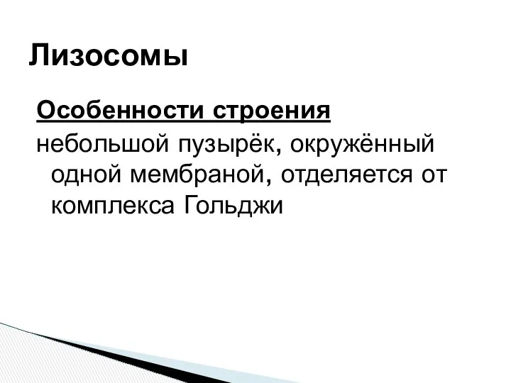 Особенности строения небольшой пузырёк, окружённый одной мембраной, отделяется от комплекса Гольджи Лизосомы