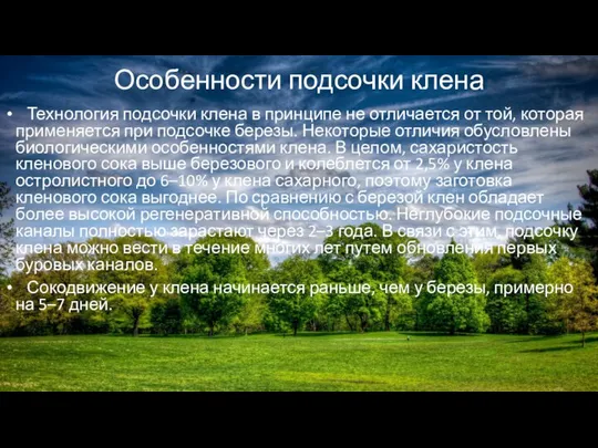 Особенности подсочки клена Технология подсочки клена в принципе не отличается от