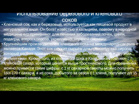 Использование березового и кленового соков Кленовый сок, как и березовый, используется