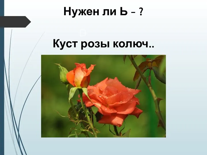 Нужен ли Ь - ? Куст розы колюч..