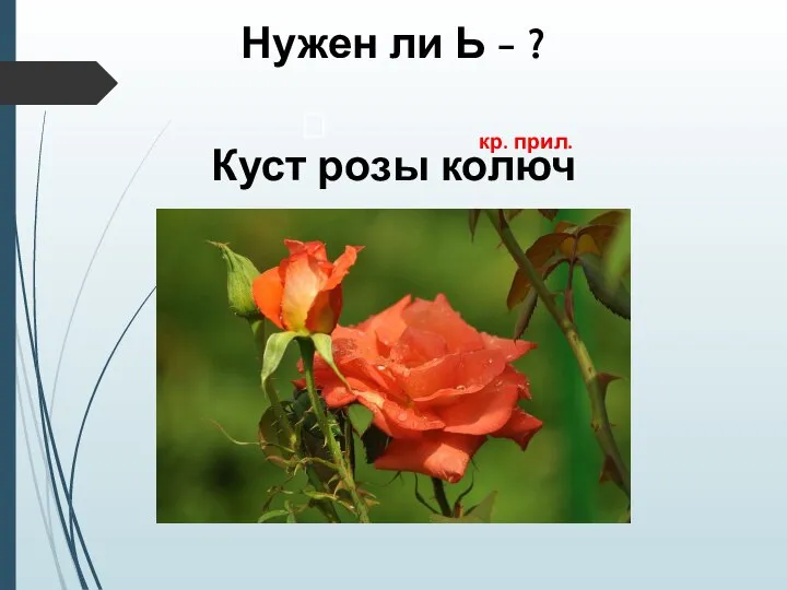 Нужен ли Ь - ? Куст розы колюч кр. прил.