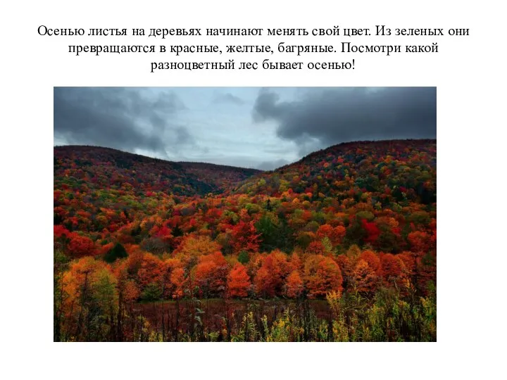 Осенью листья на деревьях начинают менять свой цвет. Из зеленых они