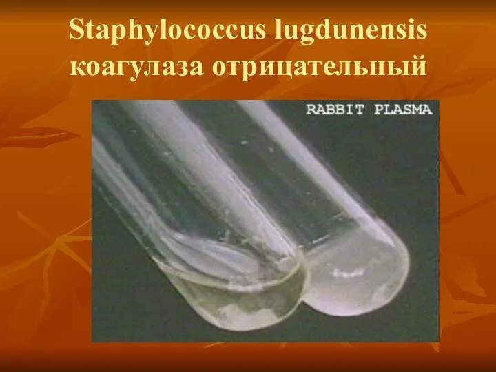 Staphylococcus lugdunensis коагулаза отрицательный