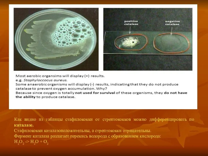 Как видно из таблицы стафилококки от стрептококков можно дифференцировать по каталазе.