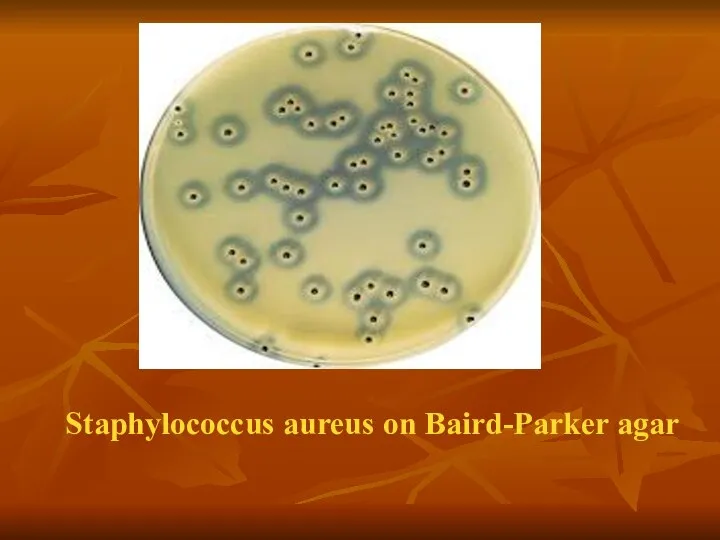 Staphylococcus aureus on Baird-Parker agar