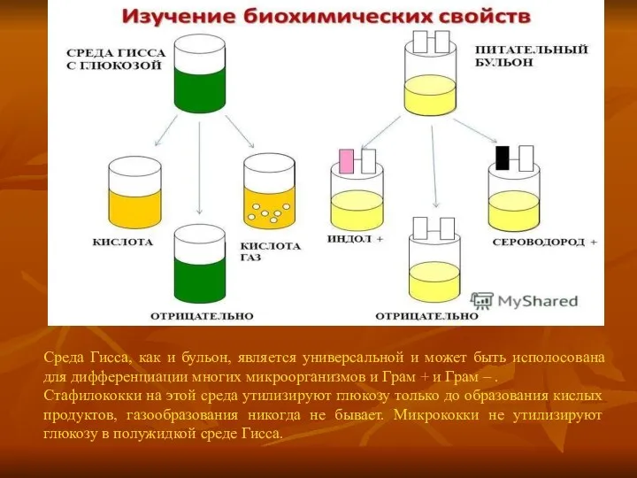 Среда Гисса, как и бульон, является универсальной и может быть исполосована