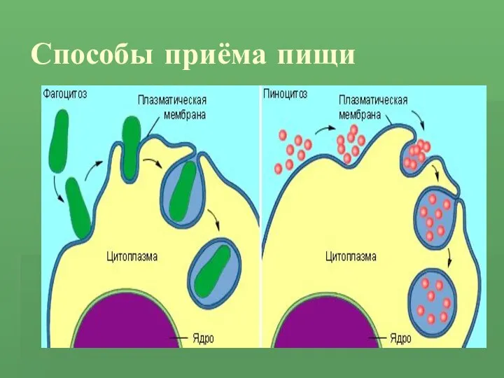 Способы приёма пищи