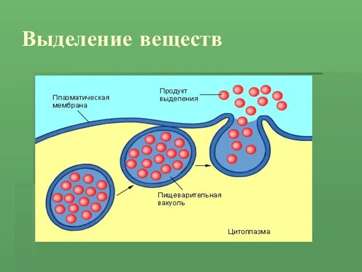 Выделение веществ