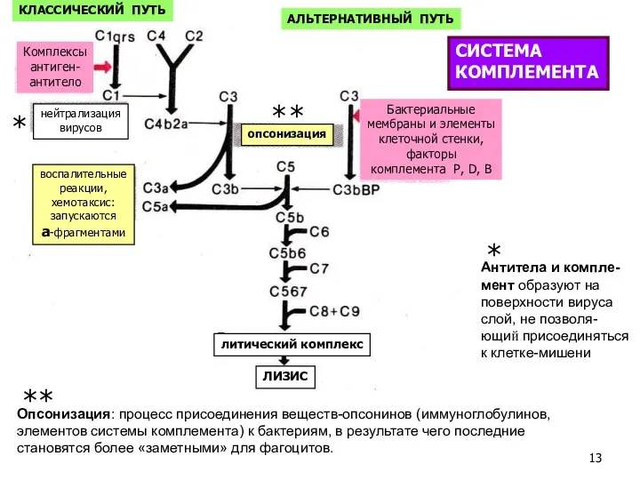 Комплексы антиген- антитело КЛАССИЧЕСКИЙ ПУТЬ АЛЬТЕРНАТИВНЫЙ ПУТЬ нейтрализация вирусов опсонизация воспалительные