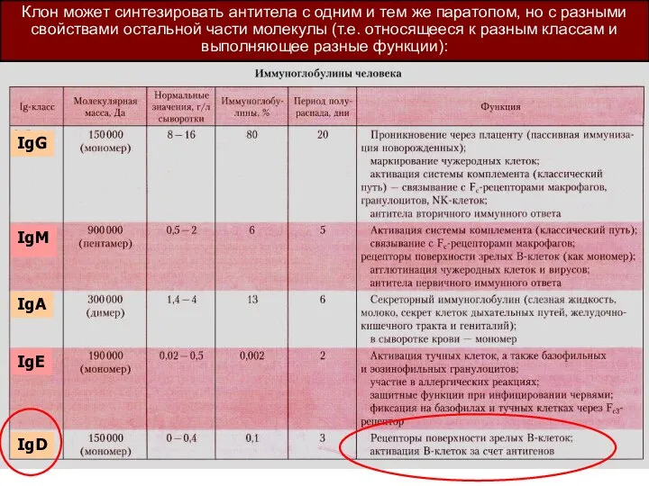 Клон может синтезировать антитела с одним и тем же паратопом, но