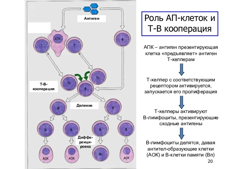 В-лимфоциты делятся, давая антител-образующие клетки (АОК) и В-клетки памяти (Вп) Т-хелперы