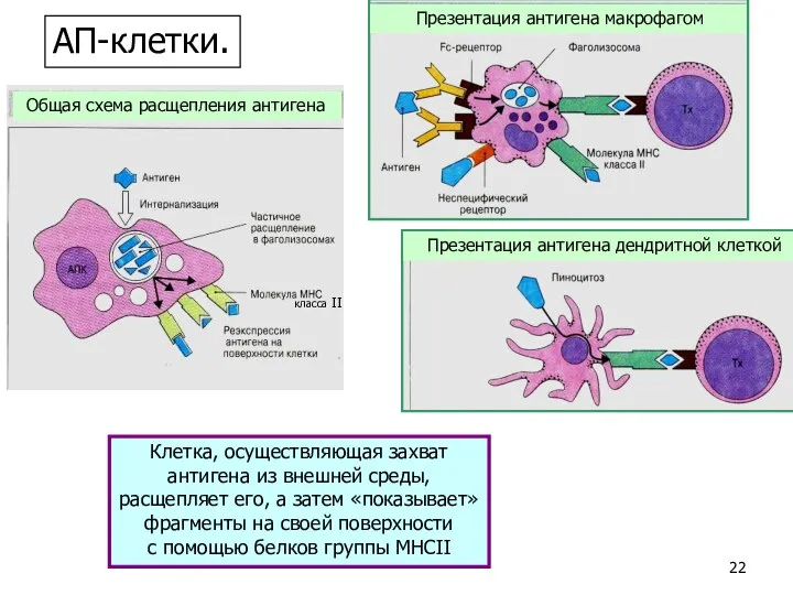 класса II Презентация антигена макрофагом Общая схема расщепления антигена Клетка, осуществляющая