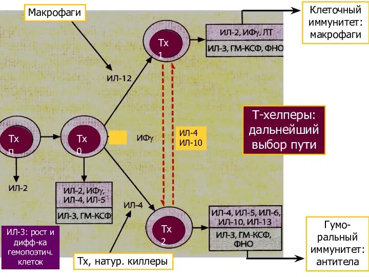 Макрофаги Тх, натур. киллеры Клеточный иммунитет: макрофаги Гумо- ральный иммунитет: антитела