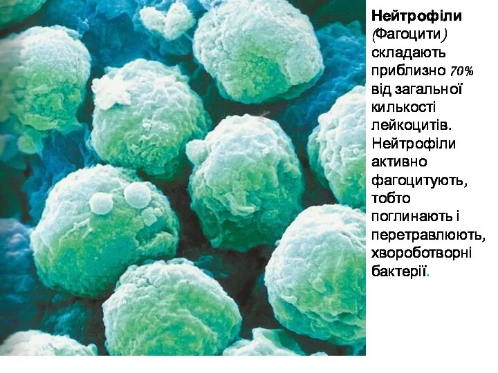 Нейтрофіли (Фагоцити) складають приблизно 70% від загальної килькості лейкоцитів. Нейтрофіли активно