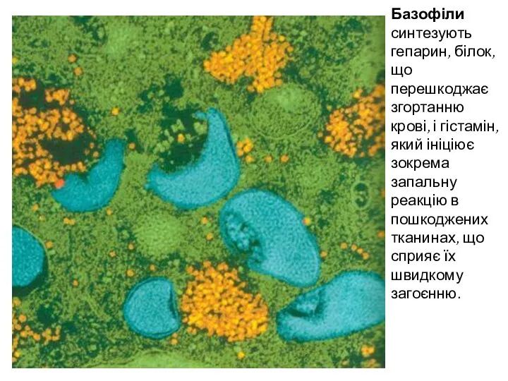 Базофіли синтезують гепарин, білок, що перешкоджає згортанню крові, і гістамін, який