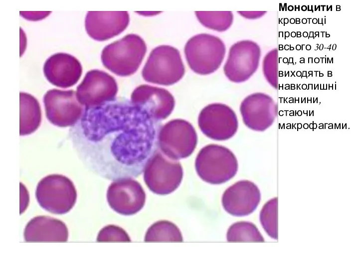 Моноцити в кровотоці проводять всього 30-40 год, а потім виходять в навколишні тканини, стаючи макрофагами.