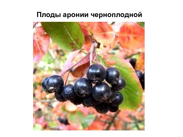 Плоды аронии черноплодной