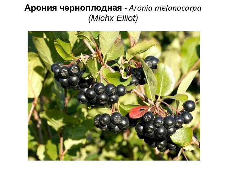 Арония черноплодная - Aronia melanocarpa (Michx Elliot)