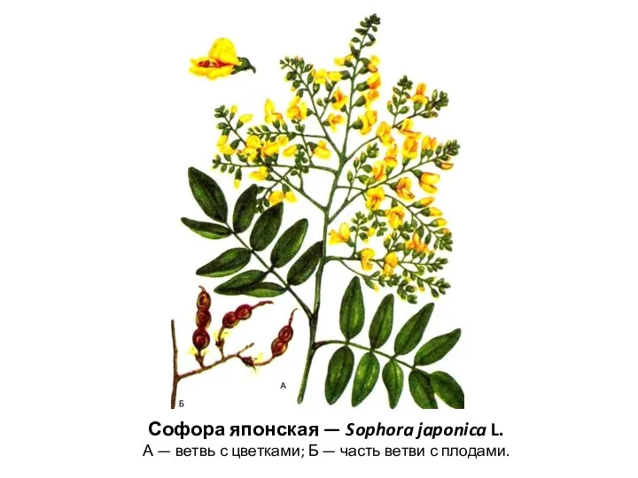 Софора японская — Sophora japonica L. А — ветвь с цветками;