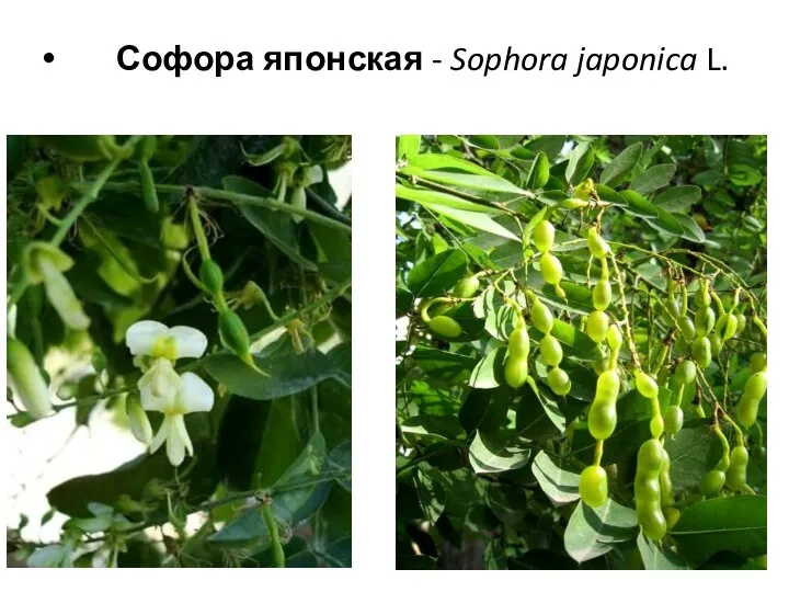Софора японская - Sophora japonica L.