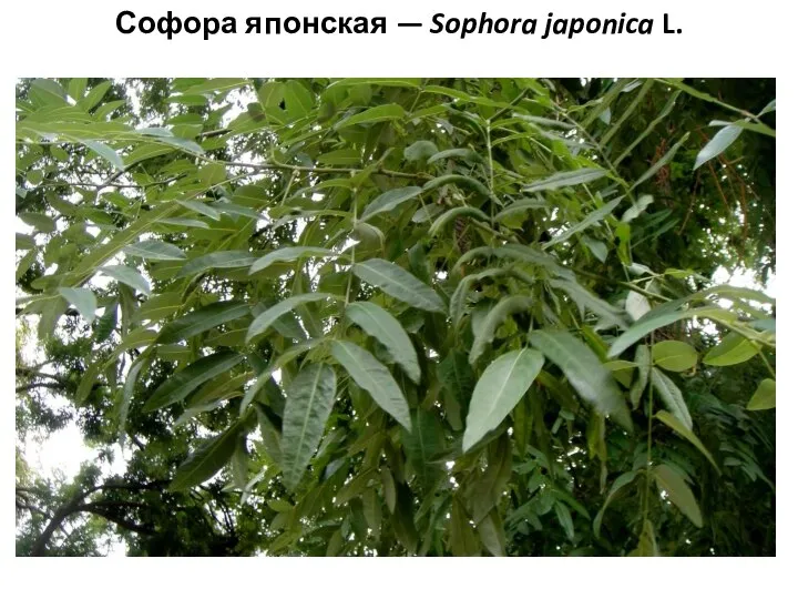 Софора японская — Sophora japonica L.