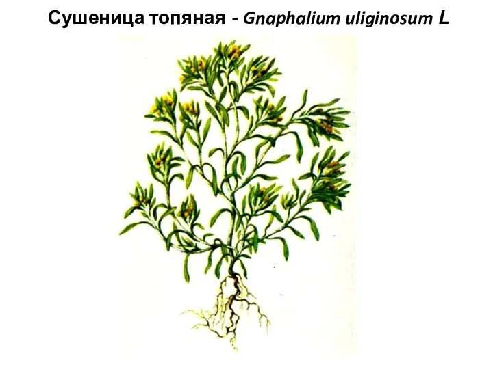 Сушеница топяная - Gnaphalium uliginosum L