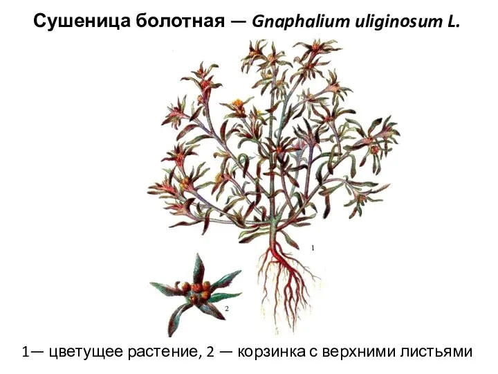 Сушеница болотная — Gnaphalium uliginosum L. 1— цветущее растение, 2 — корзинка с верхними листьями