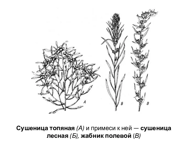 Сушеница топяная (А) и примеси к ней — сушеница лесная (Б), жабник полевой (В)