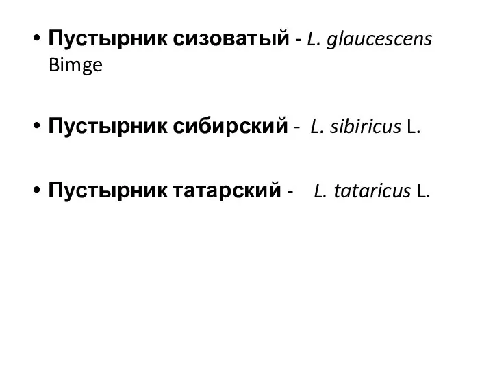 Пустырник сизоватый - L. glaucescens Bimge Пустырник сибирский - L. sibiricus