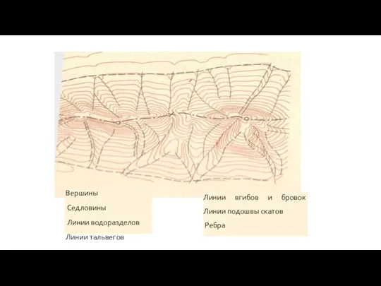 Вершины Седловины Линии водоразделов Линии тальвегов Линии вгибов и бровок Линии подошвы скатов Ребра
