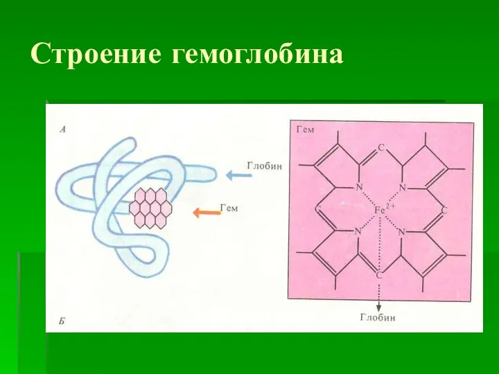 Строение гемоглобина