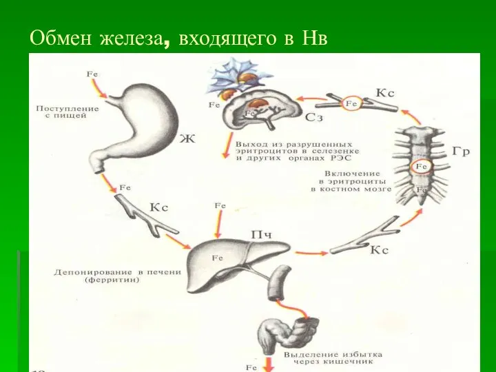 Обмен железа, входящего в Нв