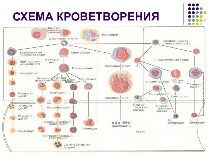 СХЕМА КРОВЕТВОРЕНИЯ