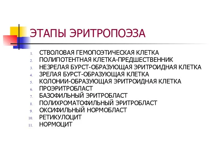 ЭТАПЫ ЭРИТРОПОЭЗА СТВОЛОВАЯ ГЕМОПОЭТИЧЕСКАЯ КЛЕТКА ПОЛИПОТЕНТНАЯ КЛЕТКА-ПРЕДШЕСТВЕННИК НЕЗРЕЛАЯ БУРСТ-ОБРАЗУЮЩАЯ ЭРИТРОИДНАЯ КЛЕТКА