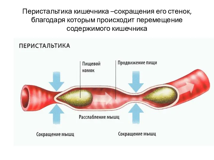 Перистальтика кишечника –сокращения его стенок, благодаря которым происходит перемещение содержимого кишечника