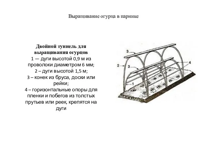 Выращивание огурца в парнике Двойной туннель для выращивания огурцов 1 —