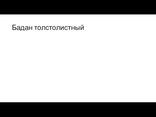 Бадан толстолистный