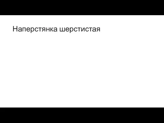 Наперстянка шерстистая