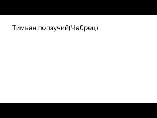 Тимьян ползучий(Чабрец)