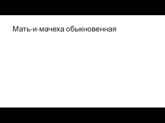 Мать-и-мачеха обыкновенная