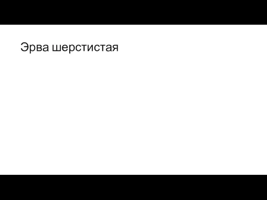 Эрва шерстистая