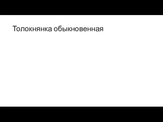 Толокнянка обыкновенная