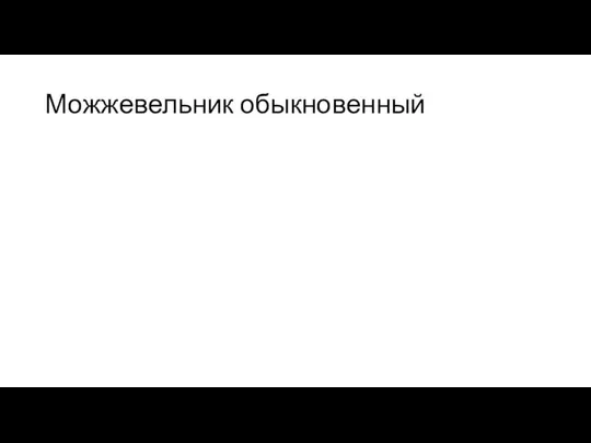 Можжевельник обыкновенный