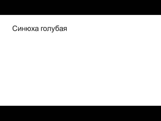 Синюха голубая