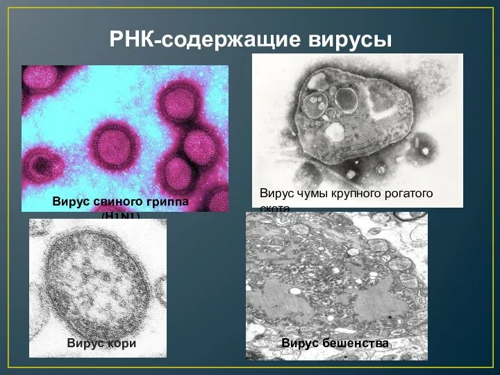 РНК-содержащие вирусы Вирус свиного гриппа (Н1N1) Вирус чумы крупного рогатого скота Вирус кори Вирус бешенства