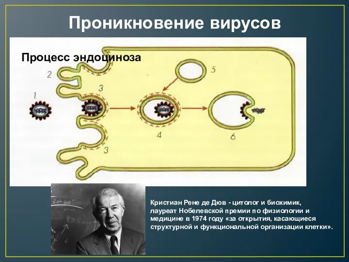 Проникновение вирусов Процесс эндоциноза Кристиан Рене де Дюв - цитолог и