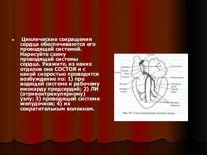 Циклические сокращения сердца обеспечиваются его проводящей системой. Нарисуйте схему проводящей системы