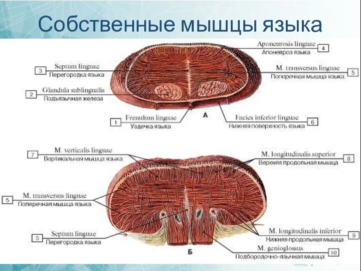 Собственные мышцы языка