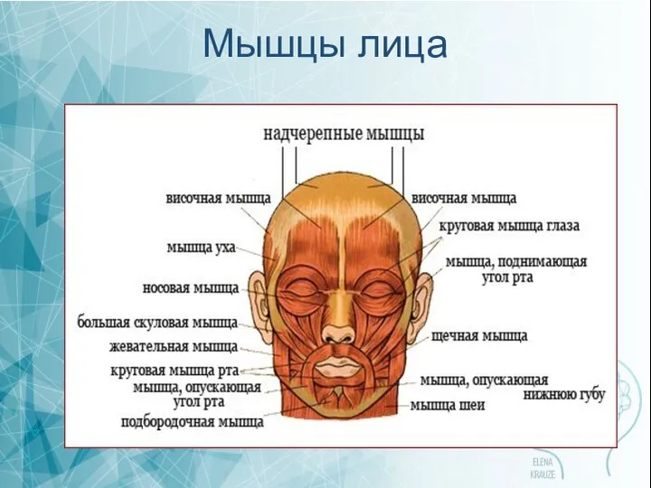 Мышцы лица